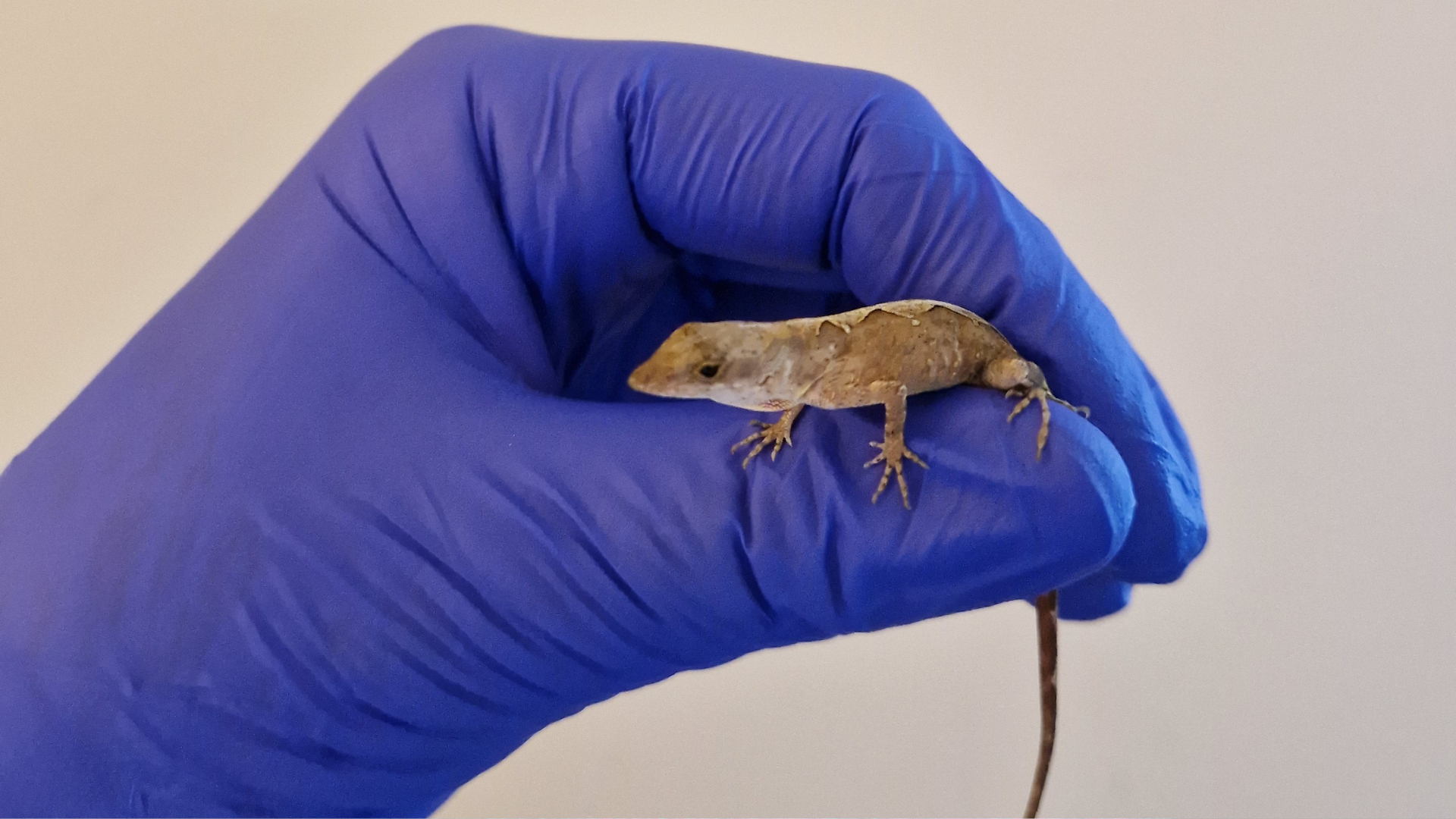 New Study Reveals How a Small Lizard Species Is Able to Produce Eggs for Its Entire Life - lizard