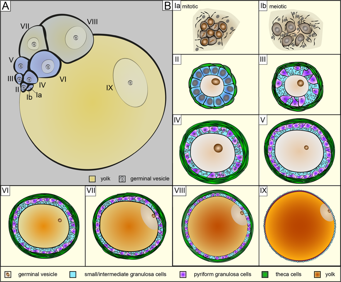 Schematic of follicle development in the brown anole. (A) Schematic drawing of a brown anole ovary. The follicles are annotated with the corresponding developmental stage (Ia-IX). (B) Schematic drawings of follicle developmental stages Ia-IX. Each schematic includes the main characteristics of each stage, but is not scaled toward each other.