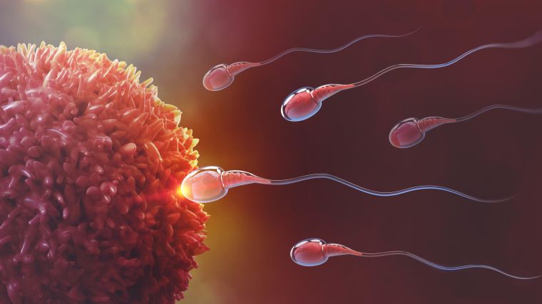 Our Reproductive Medicine & Genetics research covers the following research groups: Assisted Reproductive Technology (ART); Endometriosis; Fertility Preservation; Miscarriage; Oocytes and Ovaries; Pain in Women; Rhino Fertility Project and Sperm.