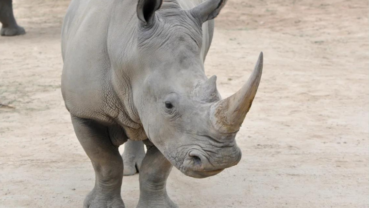 Prof Suzannah Williams and her research team have begun work to find a new way of saving the Northern White Rhino by using tissue taken from animal ovaries to produce potentially large numbers of eggs in a laboratory setting.