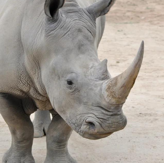 Prof Suzannah Williams and her research team have begun work to find a new way of saving the Northern White Rhino by using tissue taken from animal ovaries to produce potentially large numbers of eggs in a laboratory setting.
